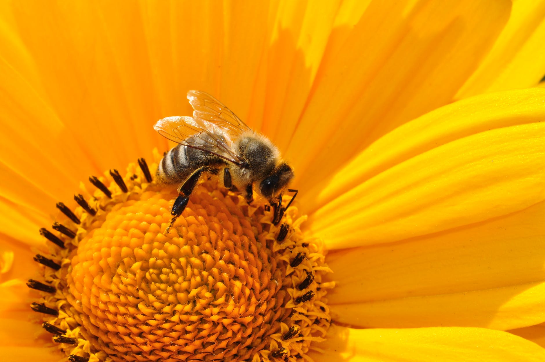 bee gathering pollen