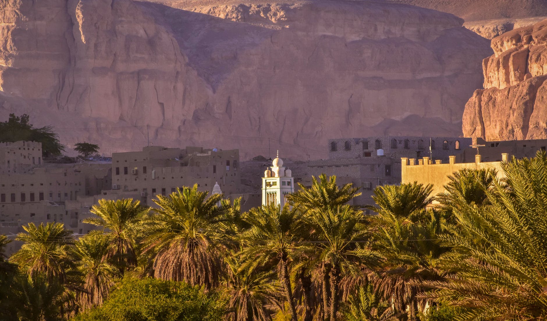 palm trees and buildings in yemen