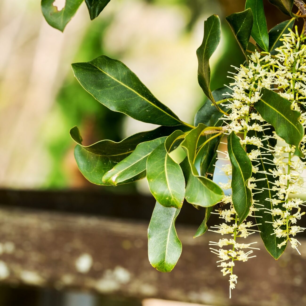 Macadamia Blossom Honey Kona Coast Hawaii World of Honey