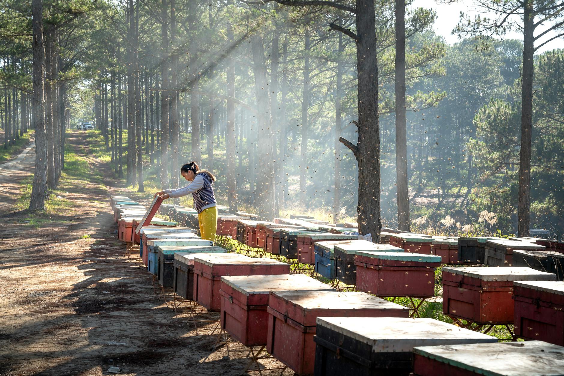 Polystyrene vs. Wood Hives : Which is Best for Bees? 1 polystyrene vs. wood hives