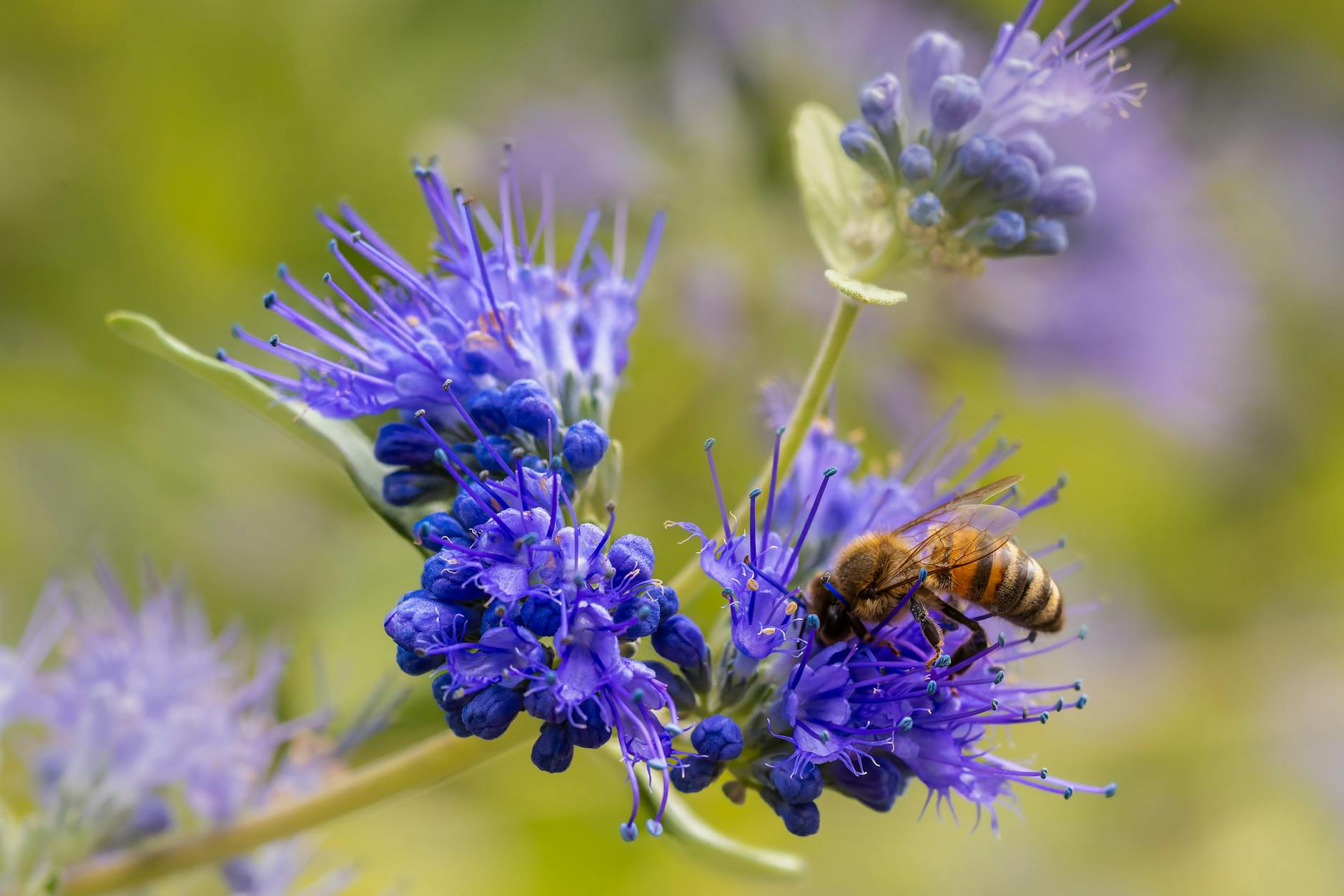 The Purple Honey Mystery 1 honey bee collecting nectar from blue flowers